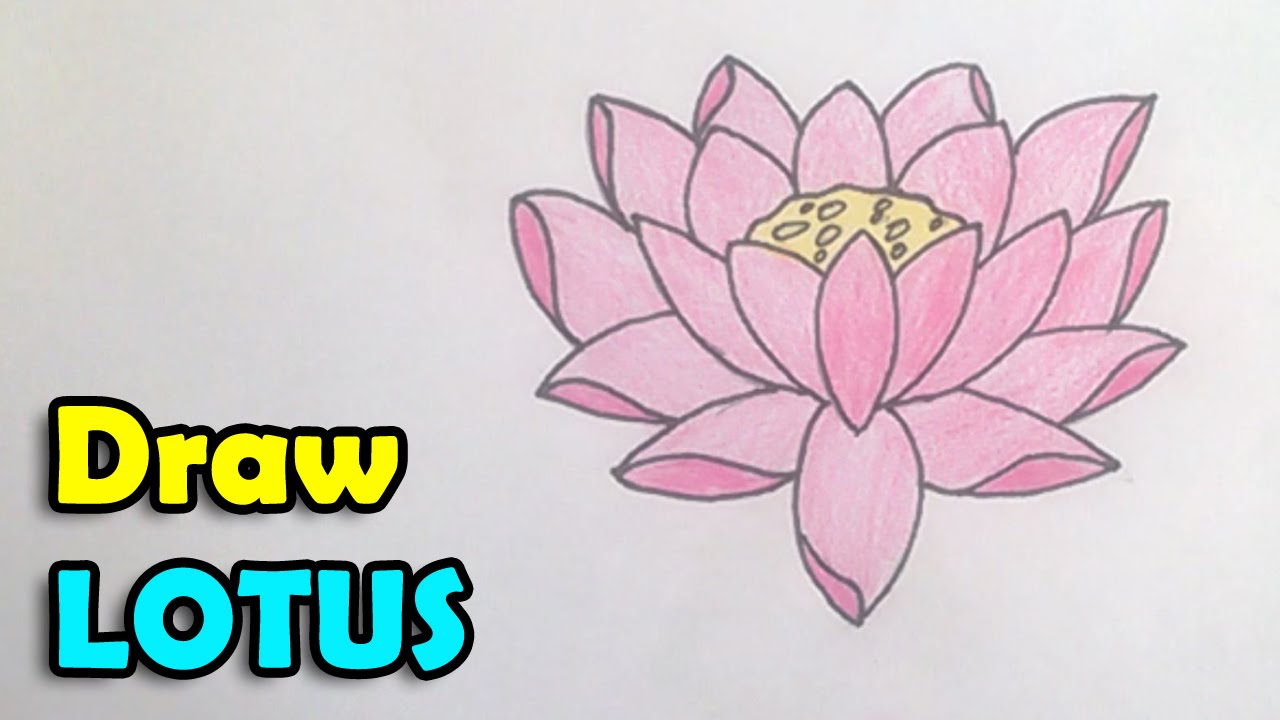 how to draw a lotus flower step by step YouTube