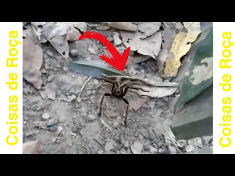 G1 - Vespa preda aranha caranguejeira e registro é feito com celular em MG  - notícias em Vc no Terra da Gente