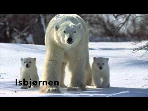 Video: 11 Fantastiske Bilder Av Arktisk Dyreliv - Matador Network