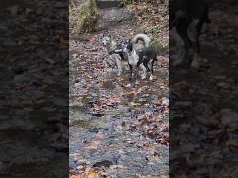 husky dog and hunting pup