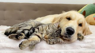 Adorable Golden Retriever and Cute Cat are Best Friends
