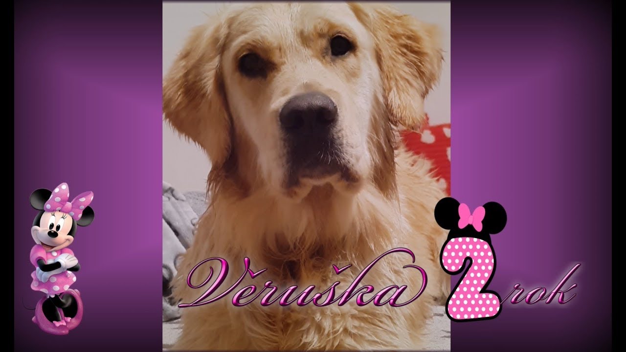 Il Cuore di Vera -  Věruška - Second year of Golden retriever