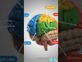 Brain structure 3D animation || The Insight Hub #biology#physiology#science#animation#facts#shorts