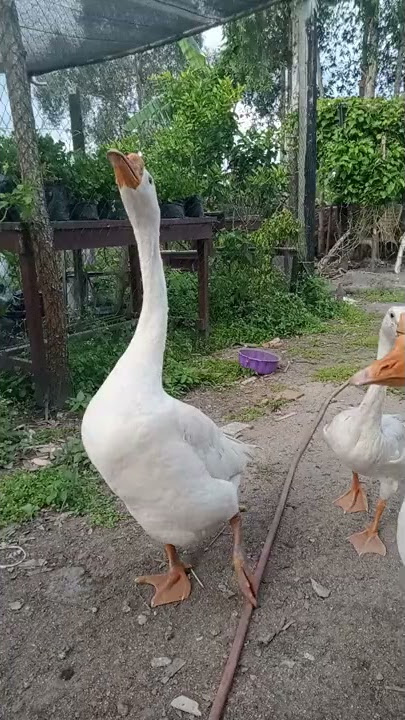 SUARA Angsa PUTIH