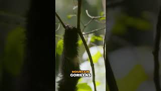 Mountain Gorillas – An Unprecedented Population Success! 🦍🌿✨ #gorilla #conservation #wildlife
An Unprecedented Success 🦍🌿
➡ Fascinated by nature? Hit *subscribe* and join our wild adventure! 🦁🌵
➡ New nature discoveries *every week* @FreeHighQualityDocumentaries
#worldwide #naturelover #wildlife #nature #animals #gorilla Mountain Gorillas – An Unprecedented Population Success! 🦍🌿✨ #gorilla #conservation #wildlife