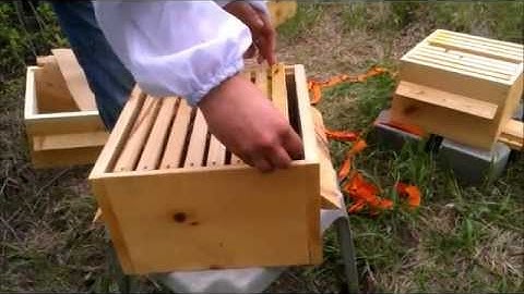 05-27-13 Warre hive inspection after 16 days, moving a comb to the bottom box