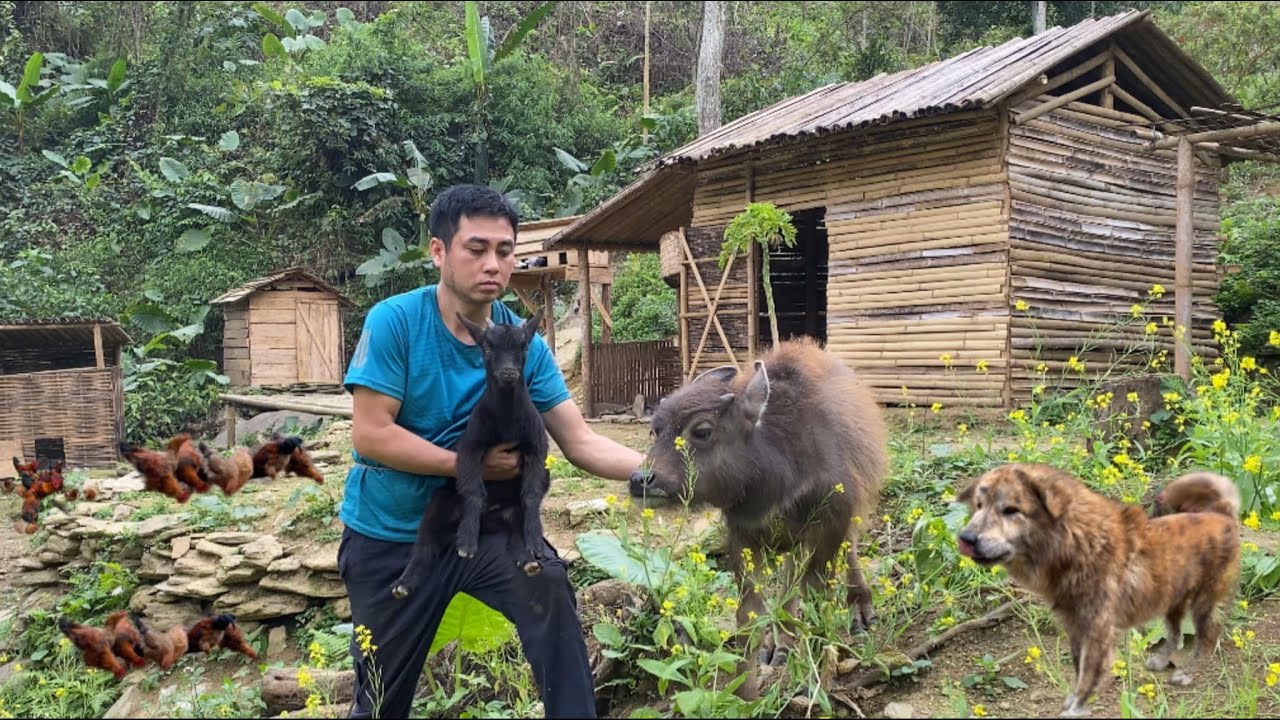 Go into the forest to find bamboo shoots and help a goat lost in a cave ...