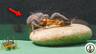 EPIC Encounter! Army of EARWIGS AND The Formidable CRAB Spider