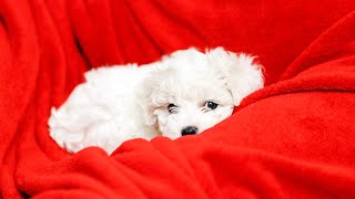 Train Your Bichon Frise to Stop Excessive Barking