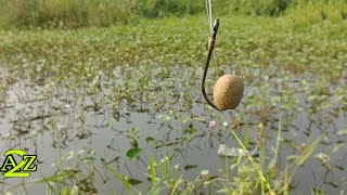 How do you make good fish bait? रोहू मछली कैसे पकड़ी जाए?