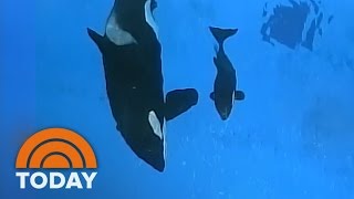 Last Orca Whale Born In Captivity At SeaWorld | TODAY