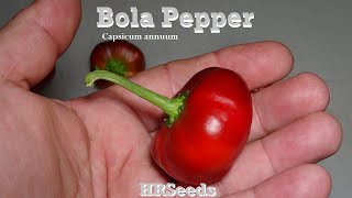 ⟹ Bola Pepper | Capsicum annuum | Pod Review