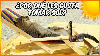 POR QUÉ A LOS GATOS LES GUSTA TOMAR SOL | BENEFICIOS Y PERJUICIOS - SiamCatChannel