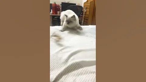 Video 10265191: himalayan cat pets, cat pets funnycats, himalayancat funnycat, pets attack
