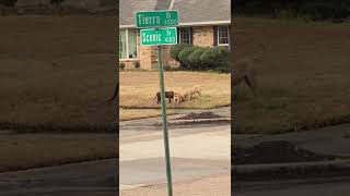 Dogs attack cat