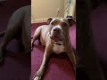 Impressive singing for a dog. #talkinganimals #comedy #pitbulls