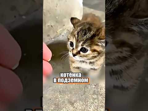 Малыш шипел и боялся, но его спасли 🥹🐈 #милыеживотные #животные