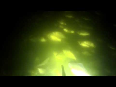 подводная охота на суре