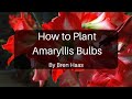 Amaryllis planting in february