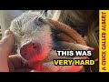 Trying everything to save a tiny piglet