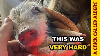 Trying everything to save a tiny piglet by A Chick Called Albert 353,788 views 2 years ago 9 minutes, 55 seconds