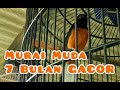 Suara Burung Murai Batu Muda Gacor Usia Bulan Mp3 - Mp4 Download