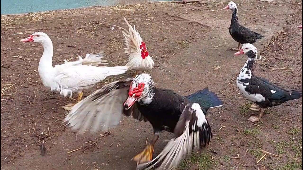 Why are BIG DUCKS afraid of LITTLE ROOSTER? YouTube