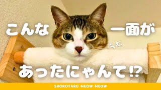 弱肉強食の猫界