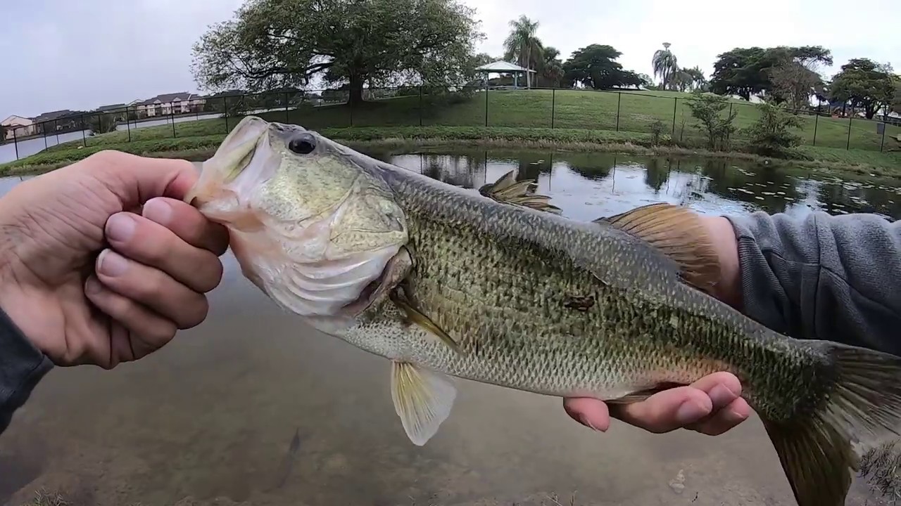 South Florida Largemouth Bass Baitcaster Bank Fishing YouTube