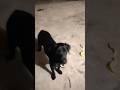 lucky dog jimmy