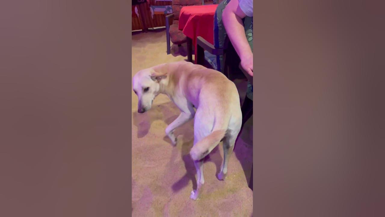 cute-and-kind-dogs-in-india-calangute-animals