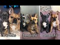 French Bulldog Growing Up From 8 Weeks to 8 Months