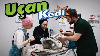 Hırçın uçan kedi elimizden kaçtı ‼‼mobilyaları kırdık çıkarmak için