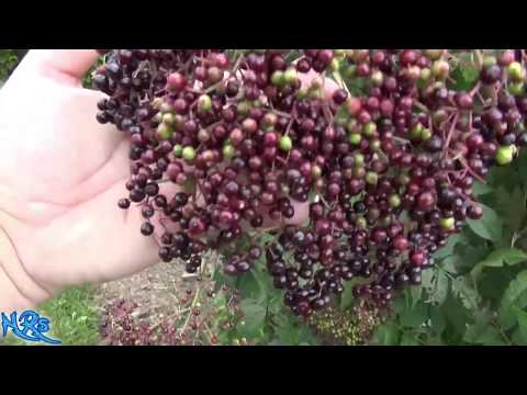 Video: Jsou bobule sambucus nigra jedlé?