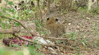 Fig the Kenyan Leopard with kid