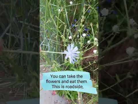 Video: Menggunakan Herbal Chicory – Apa Manfaat Kesehatan Chicory