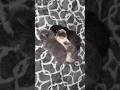 April 29th 2026 Cutie and Her Kittens Day 5