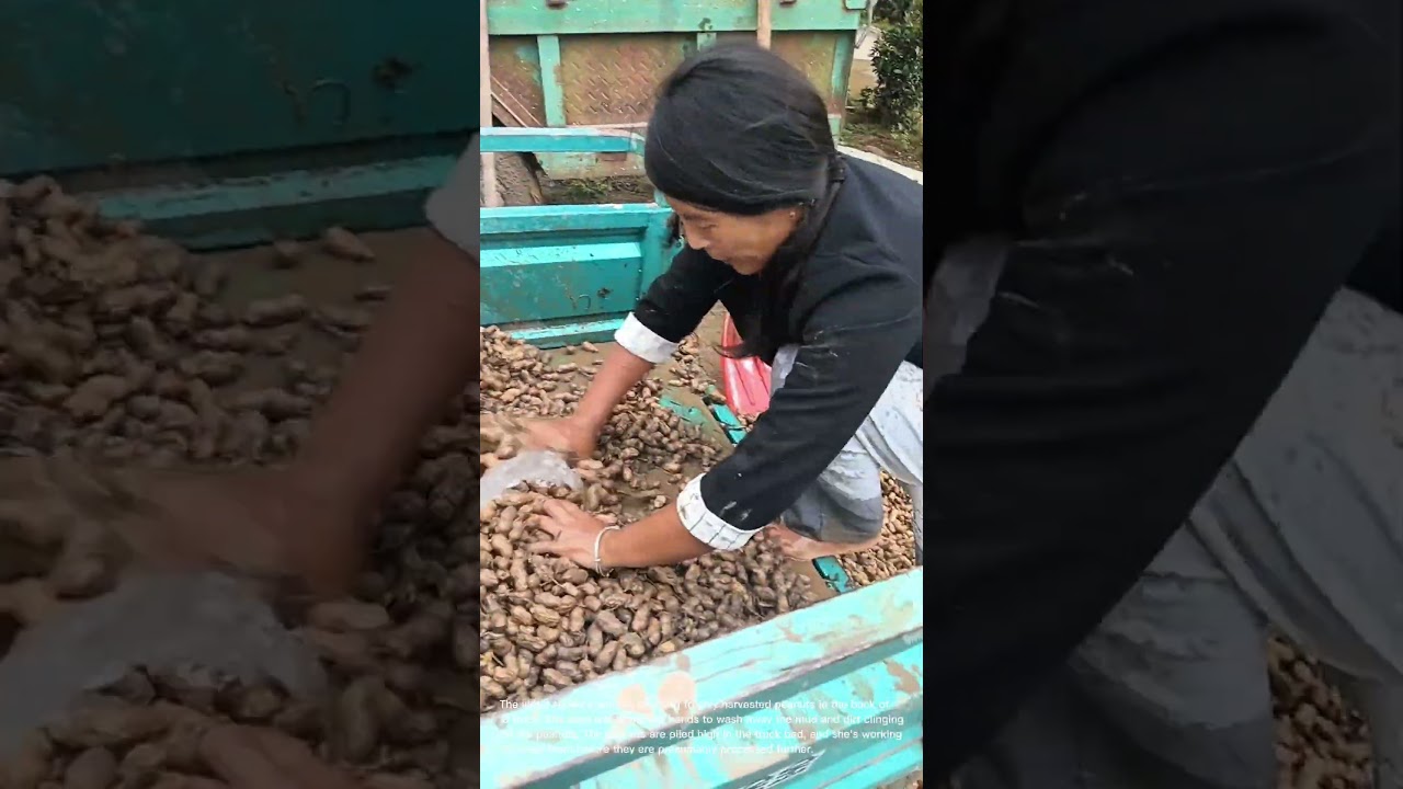 Peanut Harvest Cleaning: Woman Washes Freshly Dug Peanuts