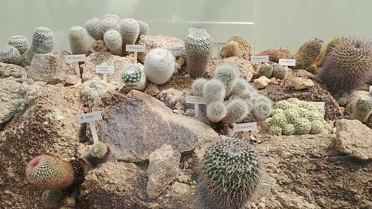 Wycieczka do Czeskich kolekcji kaktusów 2025 #1