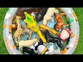 Farmyard to Jungle From Farm to Forest | Farm & Wild Friends Educational Fun