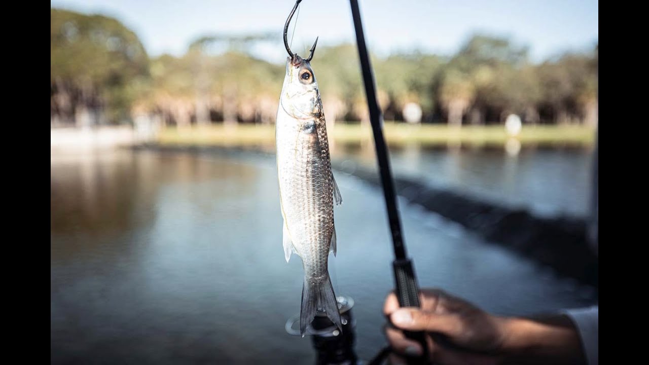 Using LIVE BAIT to Catch Saltwater Fish YouTube