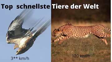 Welches Tier kann bis zu 300 km h schnell werden?
