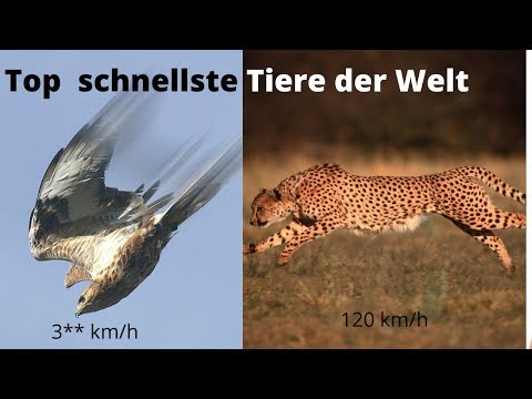 Video: Was Ist Der Schnellste Vogel Der Welt