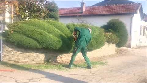 Juniperus trimming part I