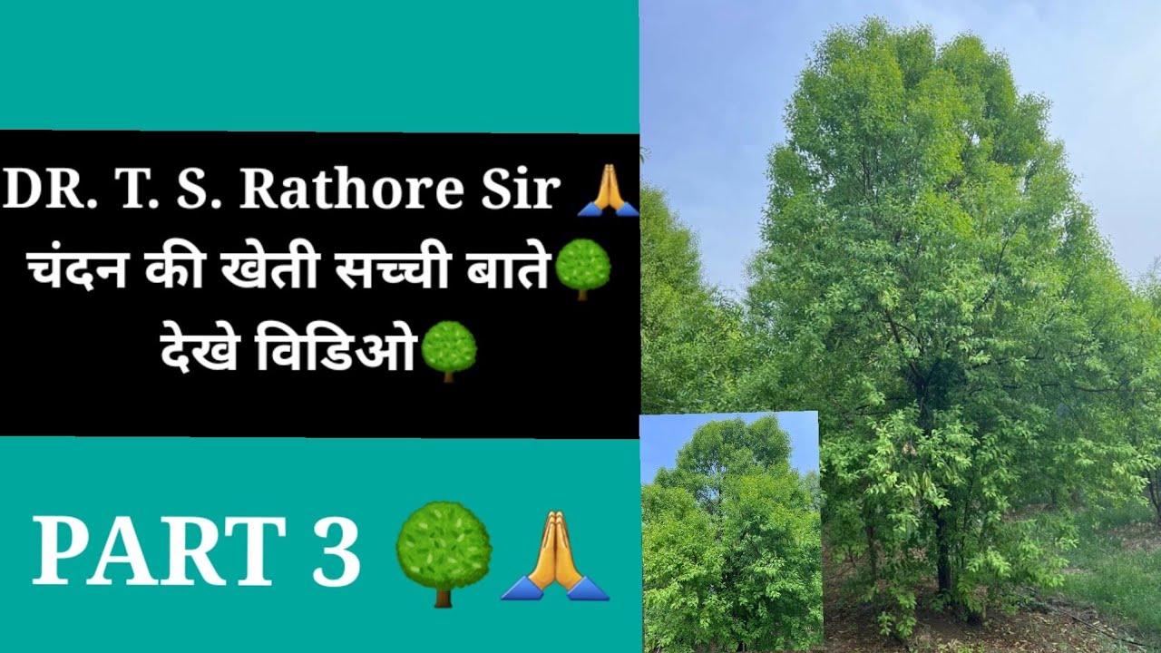 ( Part 3 )🌳 चंदन खेती बेसिक इन्फॉर्मेशन प्रॉपर होस्ट सिलेक्शन विडिओ Dr ...