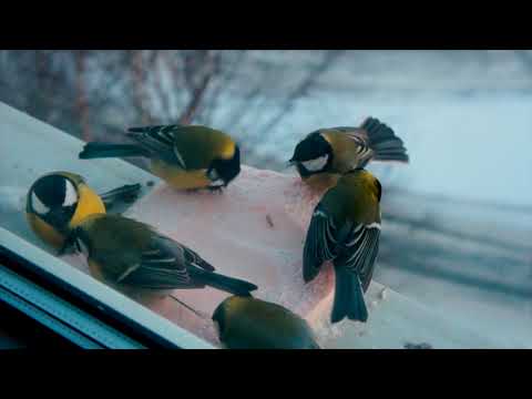 Как синицы и поползень сало делили