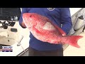 &lsquo;It&rsquo;s our resource&rsquo;: Florida&rsquo;s East Coast could see longest Red Snapper season since 2009 in 2026
