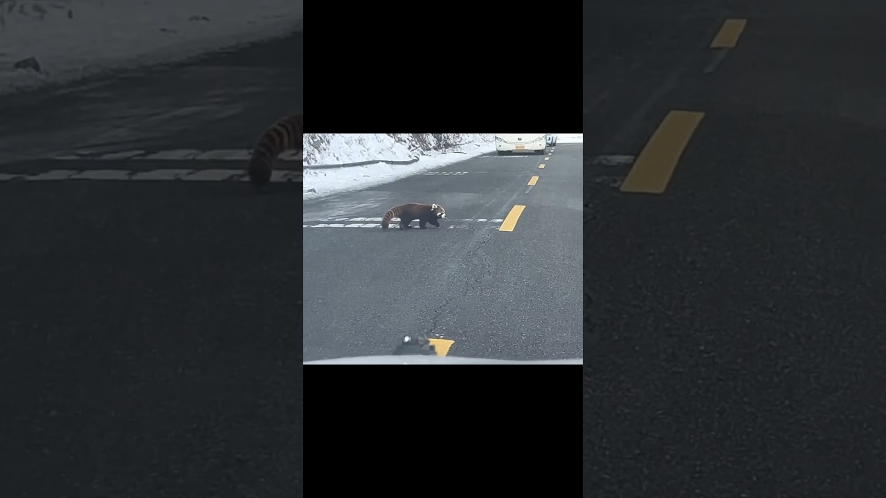 Red Panda Almost Gets Run Over😱