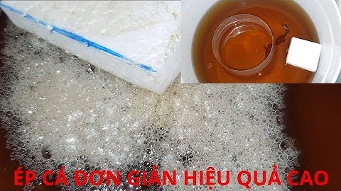 CHIA SẺ CÁCH ÉP CÁ BETTA HIỆU QUẢ || PHẦN 1