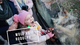 Video thumbnail of "A Wolf Tried To ATTACK Rudolph At The ZOO!! Christmas Lights & A Visit To Santa At The NORTH POLE!!!"